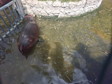 Beautiful photo of  zoo safari in Apulia, Italy, Summer 2025.