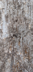 Weathered Wooden Surface with Rustic Texture