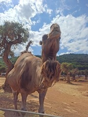 Naklejka premium Beautiful photo of zoo in Apulia, Italy. August, 2025.