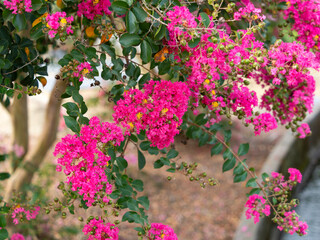 色鮮やかな百日紅の花