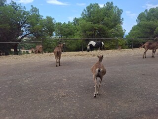 Beautiful photo of  zoo in Apulia, Italy. August, 2025.