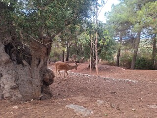 Beautiful photo of zoo in Apulia, Italy. August, 2025.