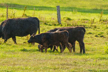 Sommerlandschaft im westlichen Münsterland