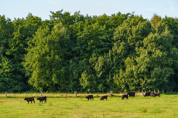 Sommerlandschaft im westlichen Münsterland