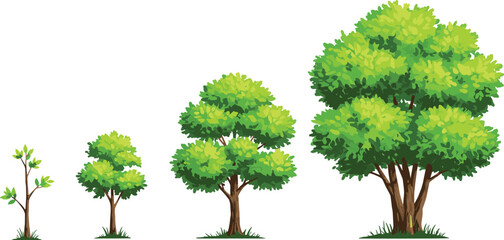 Growth stages of green tree from seedling to mature plant, isolated on white background, nature, environment, development, ecology concept