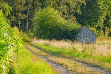 Fototapete bei efototapeten.de bestellen   