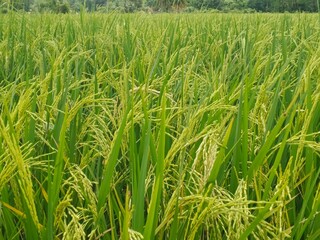 Rice that is not yet yellow with green leaves in the rice field