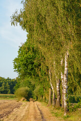 Sommerlandschaft im westlichen Münsterland