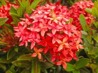 Blooming red asoka flower with green leaves in the garden