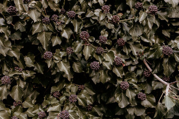 Ivy plant with dark berries in natural close-up texture