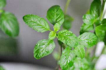 basil or holy basil, sweet basil or Ocimum tenuiflorum or Sacred basil or Lamiaceae plant