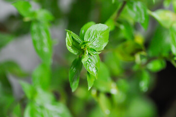 Ocimum basilicum Linn, Sweet Basil orThai Basil or LABIATAE or LAMIACEAE plant