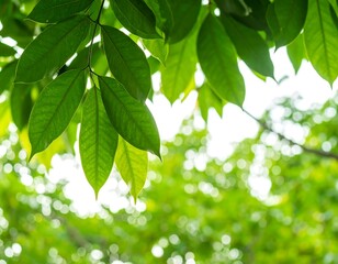 Obraz premium Lush green leaves in sunlight