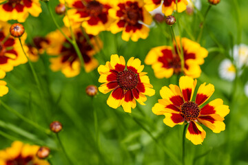 Close-up of yellow Coreopsis flowers blooming in early summer.