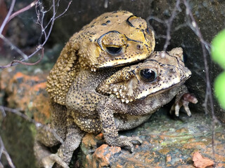 A pair of Asian common frogs (Duttaphrynus melanostictus) mating in amplexus, on a textured rock surface.	