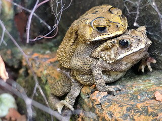 A pair of Asian common frogs (Duttaphrynus melanostictus) mating in amplexus, on a textured rock surface.	