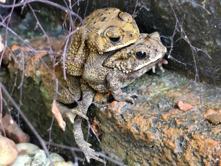 A pair of Asian common frogs (Duttaphrynus melanostictus) mating in amplexus, on a textured rock surface.	