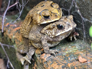 A pair of Asian common frogs (Duttaphrynus melanostictus) mating in amplexus, on a textured rock surface.	