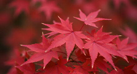 Romantic red roses scattered on dark background love symbol