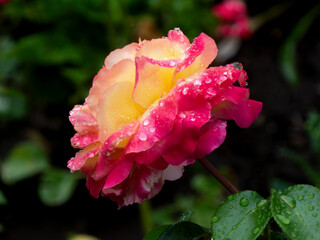 Side View of a Rose with Raindrops