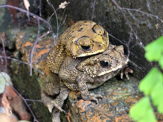 A pair of Asian common frogs (Duttaphrynus melanostictus) mating in amplexus, on a textured rock surface.	