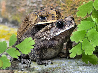 A pair of Asian common frogs (Duttaphrynus melanostictus) mating in amplexus, on a textured rock...