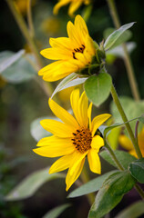 Beautiful blooming sunflower in summer garden
