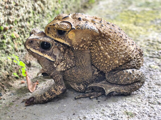 A pair of Asian common frogs (Duttaphrynus melanostictus) mating in amplexus, on a textured rock surface.	