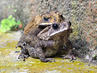 A pair of Asian common frogs (Duttaphrynus melanostictus) mating in amplexus, on a textured rock surface.	
