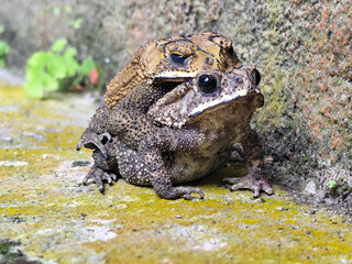 A pair of Asian common frogs (Duttaphrynus melanostictus) mating in amplexus, on a textured rock surface.	