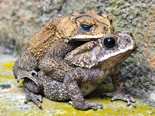A pair of Asian common frogs (Duttaphrynus melanostictus) mating in amplexus, on a textured rock surface.	