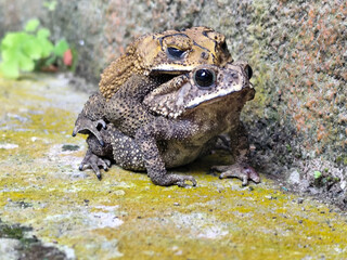 A pair of Asian common frogs (Duttaphrynus melanostictus) mating in amplexus, on a textured rock surface.	