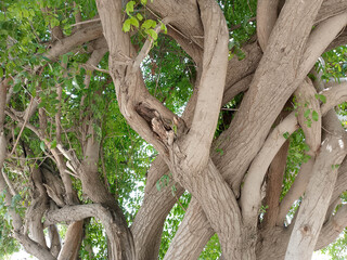 Intertwined Tree Trunks and Branches with Dense Green Canopy in Natural Outdoor Setting