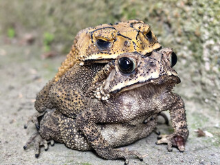 A pair of Asian common frogs (Duttaphrynus melanostictus) mating in amplexus, on a textured rock surface.	