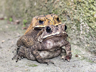 A pair of Asian common frogs (Duttaphrynus melanostictus) mating in amplexus, on a textured rock surface.	