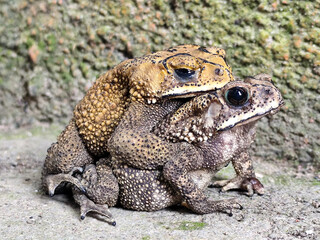 A pair of Asian common frogs (Duttaphrynus melanostictus) mating in amplexus, on a textured rock surface.	