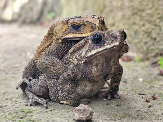 A pair of Asian common frogs (Duttaphrynus melanostictus) mating in amplexus, on a textured rock surface.	