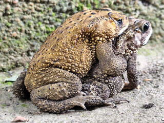 A pair of Asian common frogs (Duttaphrynus melanostictus) mating in amplexus, on a textured rock surface.	