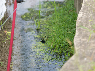 水田の水路を飛び回るハグロトンボ