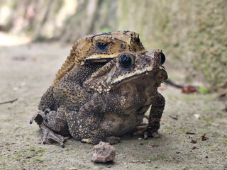 A pair of Asian common frogs (Duttaphrynus melanostictus) mating in amplexus, on a textured rock surface.	