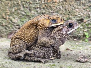 A pair of Asian common frogs (Duttaphrynus melanostictus) mating in amplexus, on a textured rock surface.	