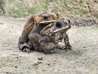 A pair of Asian common frogs (Duttaphrynus melanostictus) mating in amplexus, on a textured rock surface.	