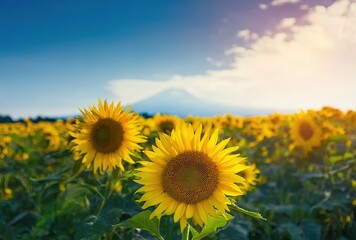 Sunflowers: A Field of Blooming Sunflowers Against a Blue Sky Background