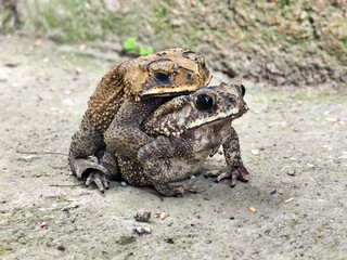 A pair of Asian common frogs (Duttaphrynus melanostictus) mating in amplexus, on a textured rock surface.	