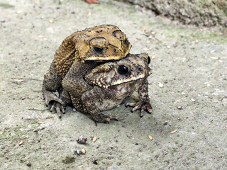 A pair of Asian common frogs (Duttaphrynus melanostictus) mating in amplexus, on a textured rock surface.	
