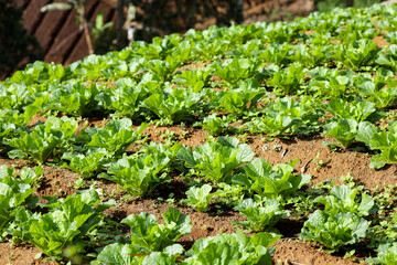 Closeup View of Fresh Cabbage Plants Growing on a Hillside