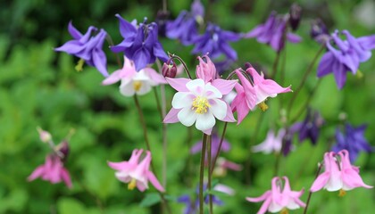 Fototapeta premium Vibrant display of various colored columbine flowers in a garden setting.