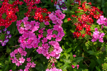 Obraz premium Close-up photo of pink Verbena hybrida flowers blooming in spring.