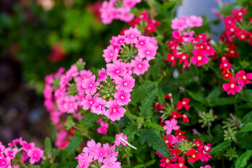 Close-up photo of pink Verbena hybrida flowers blooming in spring.