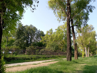 Large Tree Branches with blue sky background